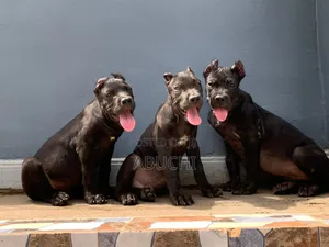 1-3 months Female Purebred Cane Corso