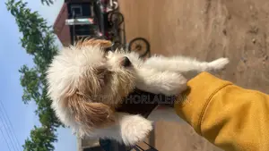 1-3 months Male Purebred Lhasa Apso