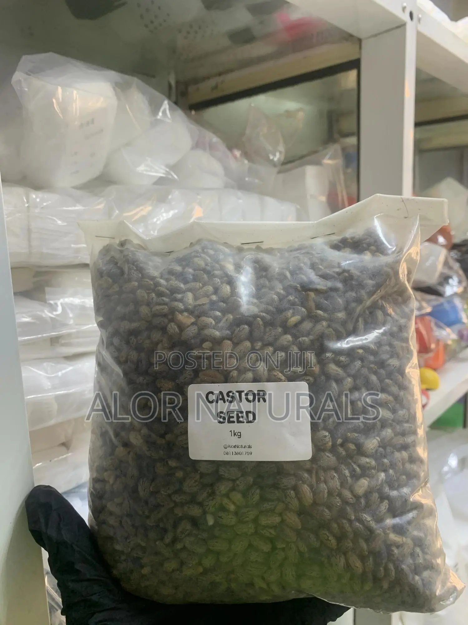 Castor Seed