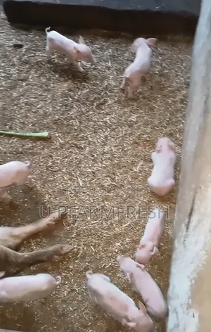 Upfarmfresh