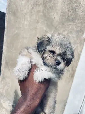 1-3 months Female Purebred Lhasa Apso