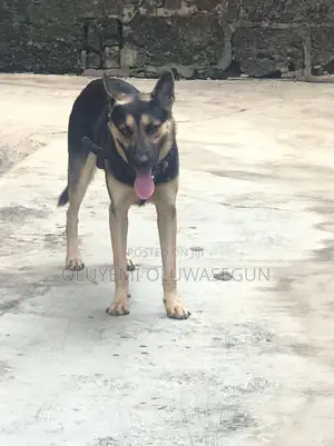3-6 months Male Purebred German Shepherd
