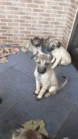 3-6 months Female Mixed Breed Caucasian Shepherd