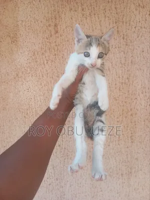 1-3 months Female Purebred American Shorthair
