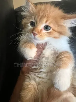 1-3 months Male Purebred Persian