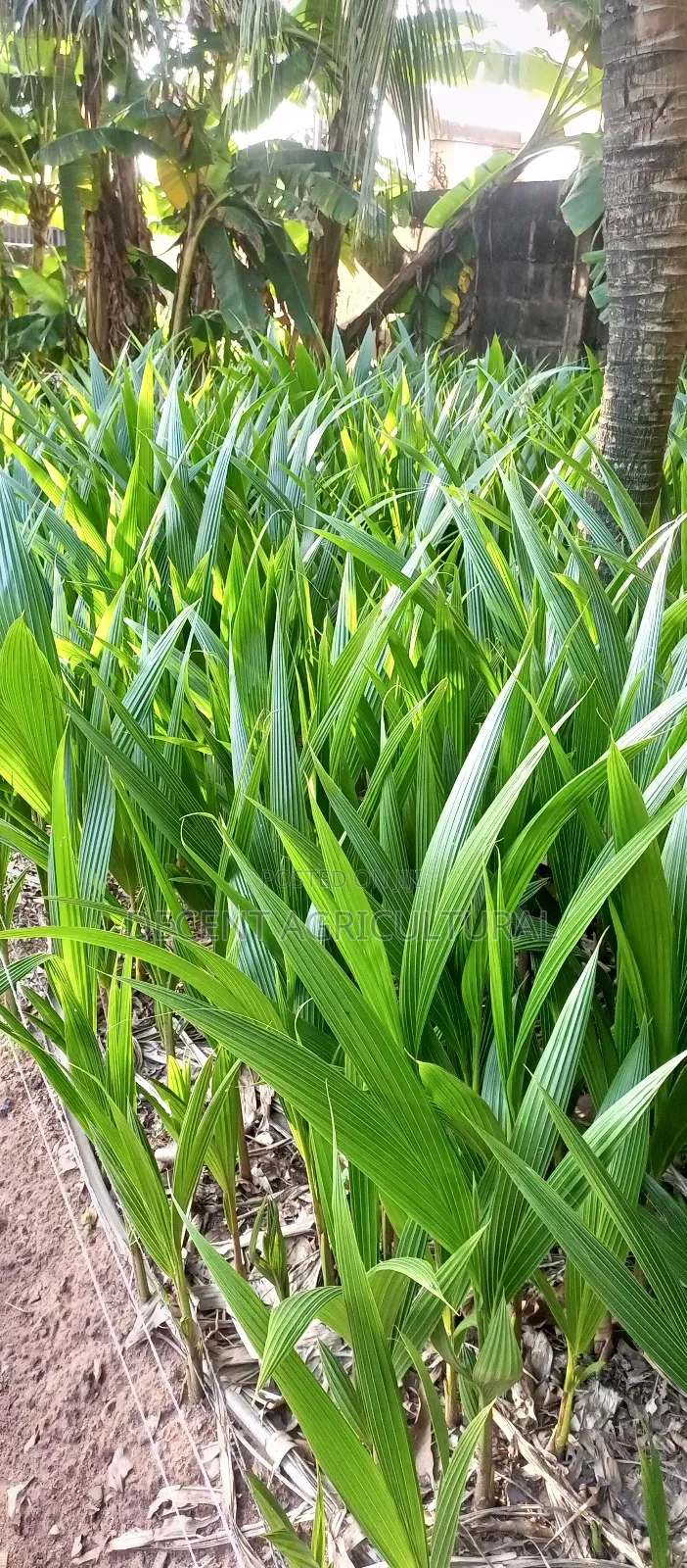 Improved Agric Coconut Seedlings.