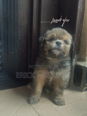 0-1 month Male Purebred Lhasa Apso