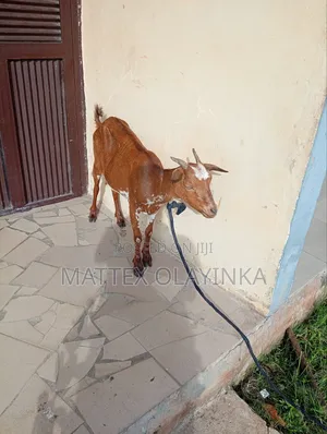 Pregnant Female Goat