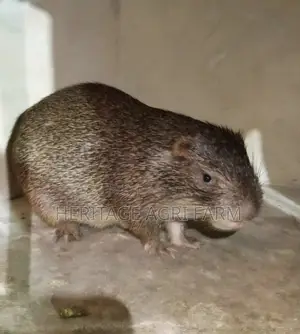 Fully Matured Male Grasscutters For Sale