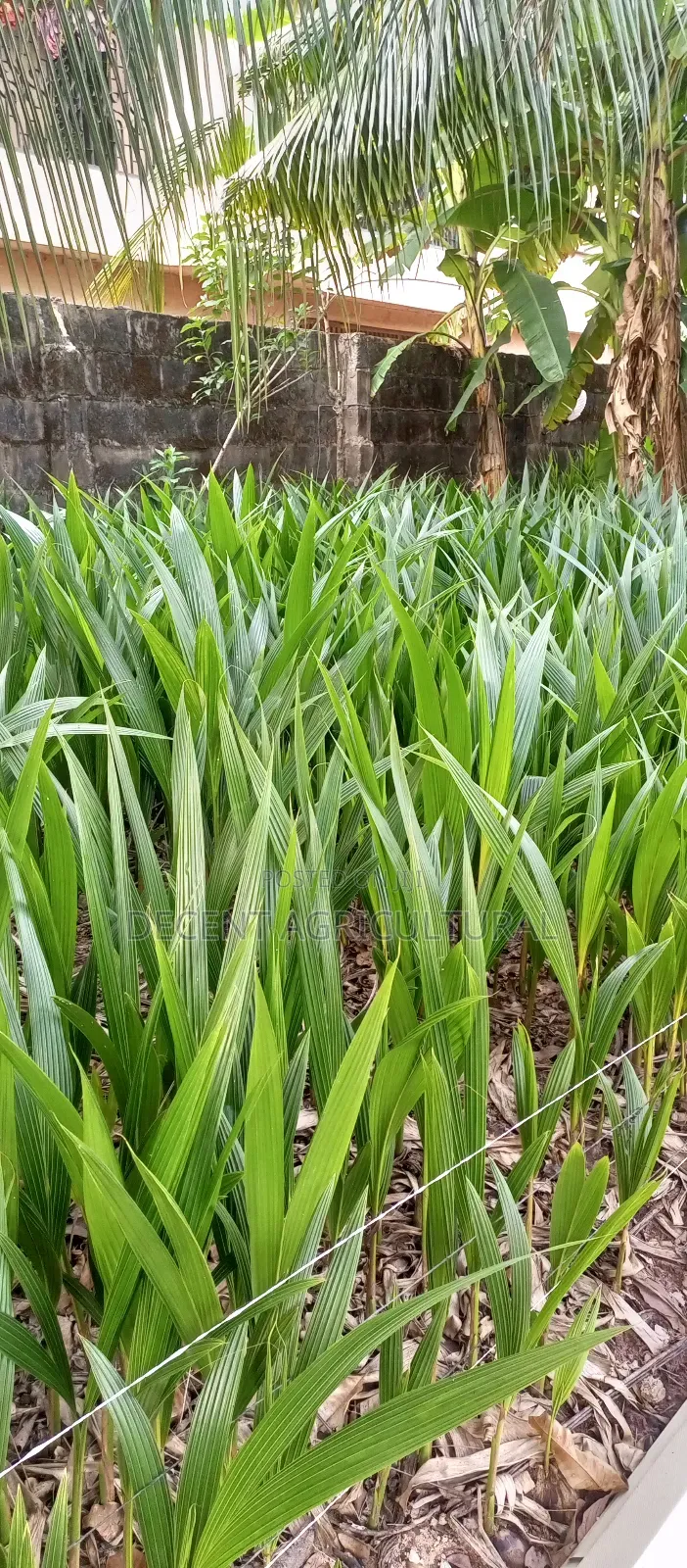 Improved Agric Coconut Seedlings.