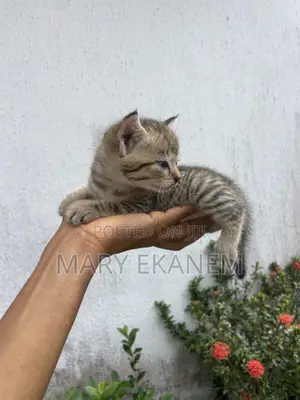 1-3 months Female Purebred American Shorthair