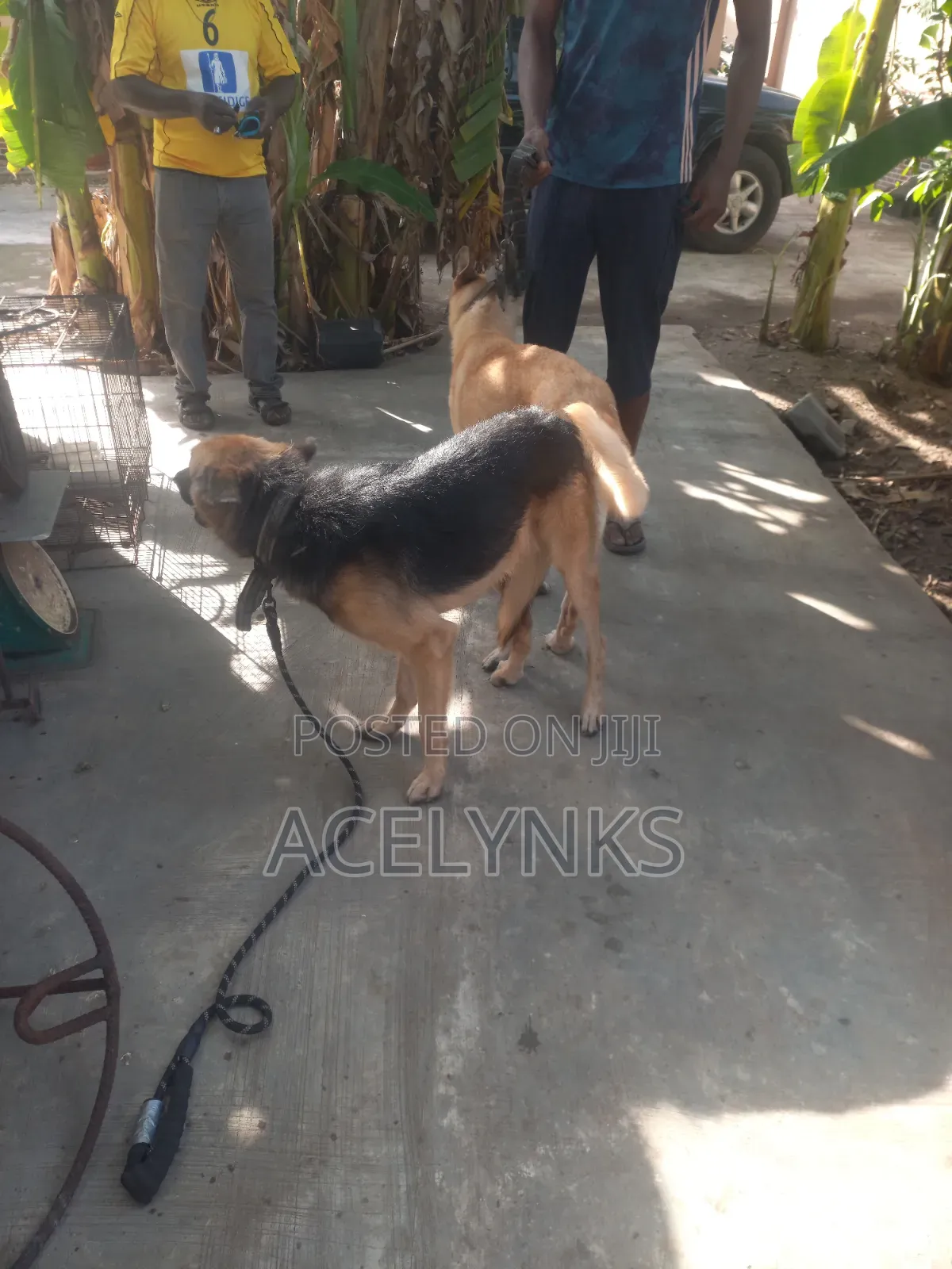 German Shepherd Stud Service