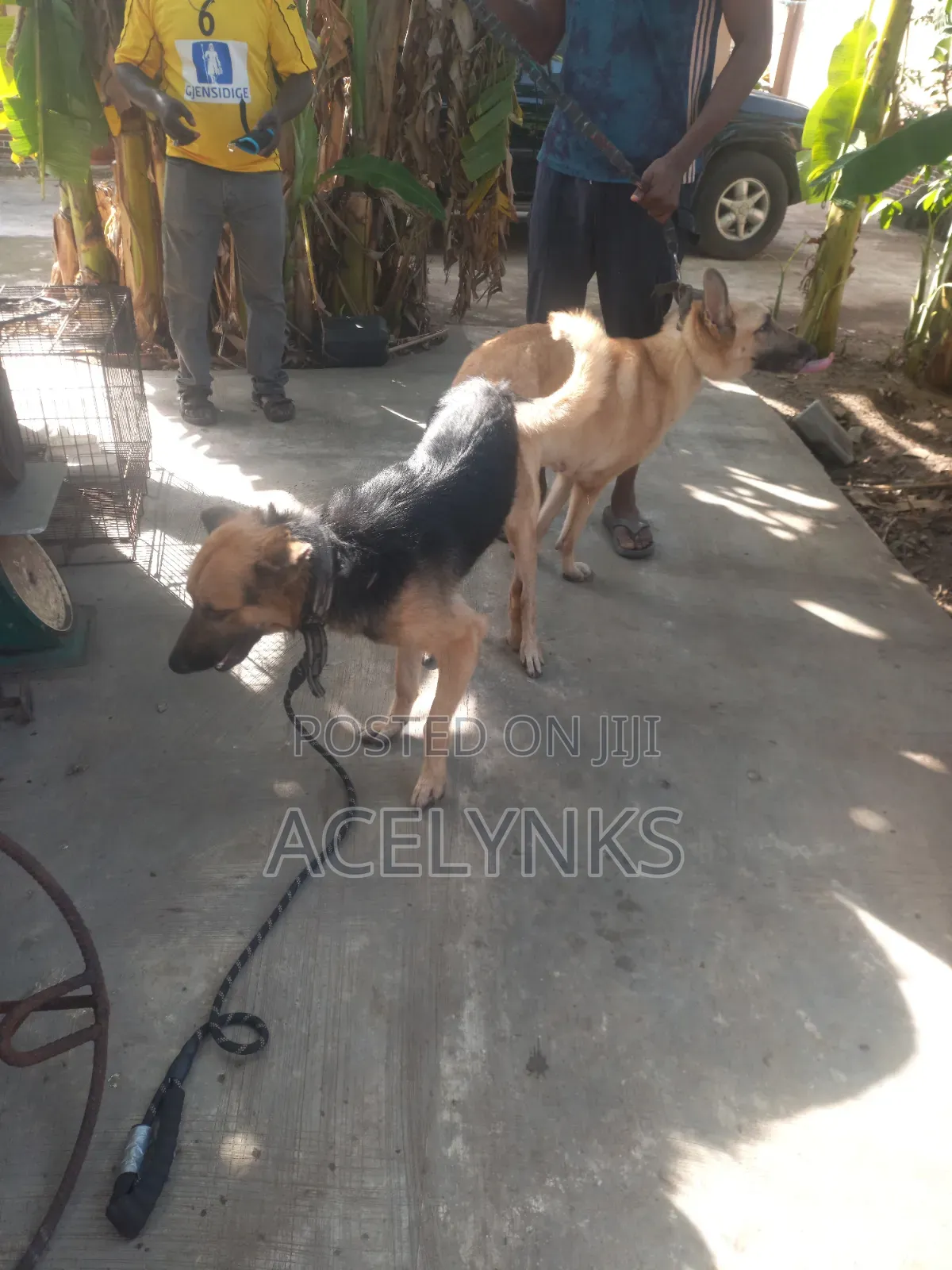 German Shepherd Stud Service