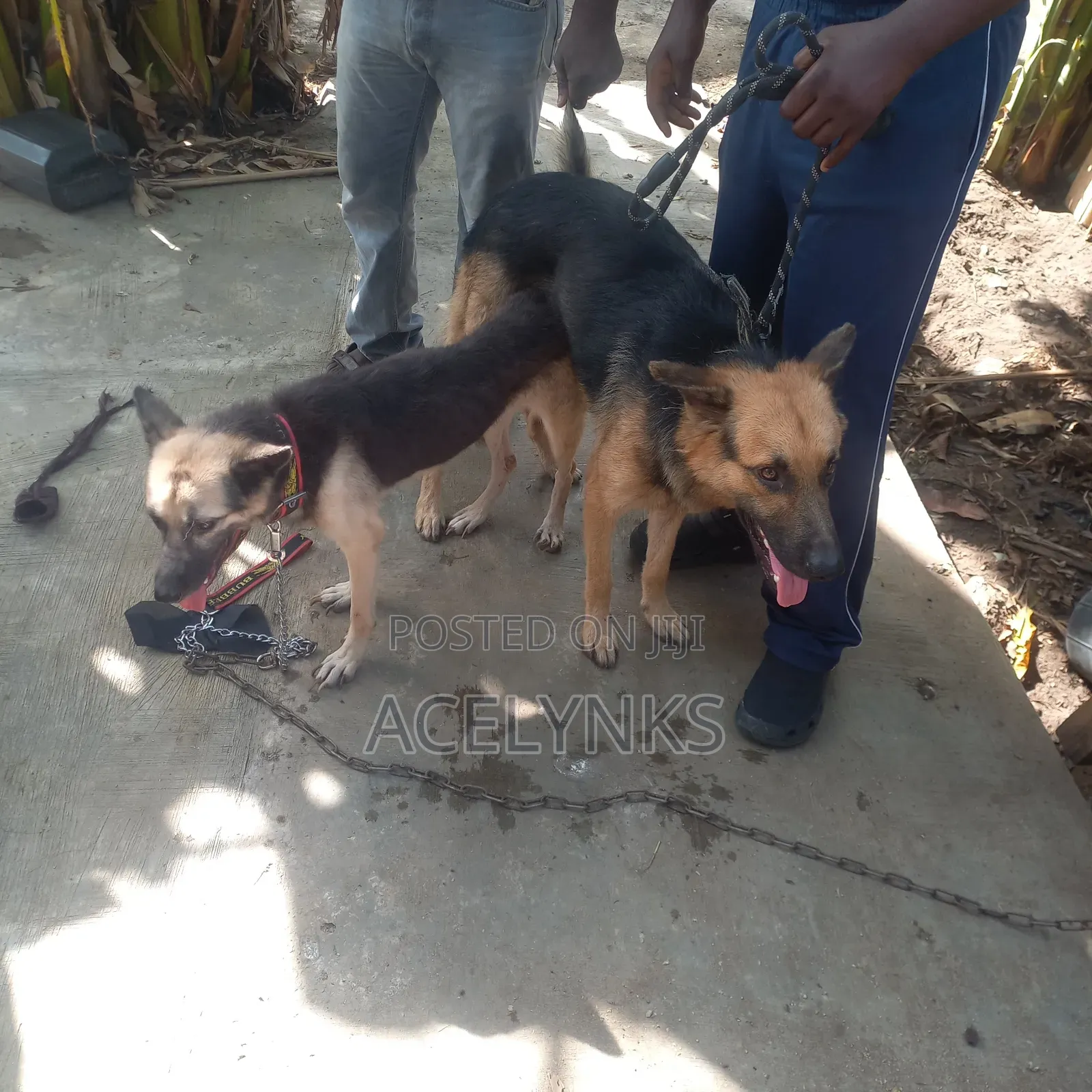 German Shepherd Stud Service