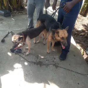 German Shepherd Stud Service