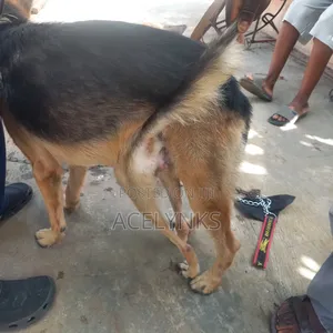 German Shepherd Stud Service