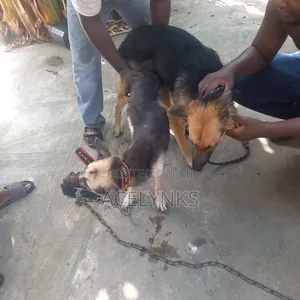 German Shepherd Stud Service
