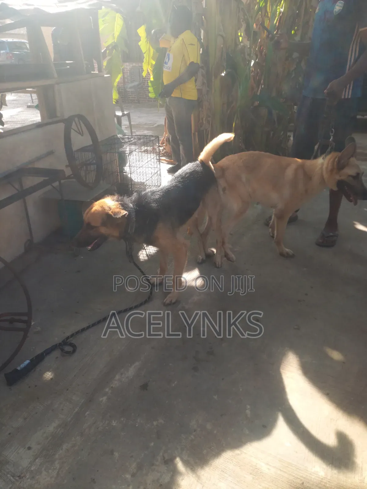 German Shepherd Stud Service