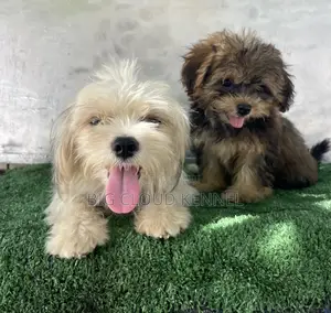 1+ year Female Purebred Lhasa Apso