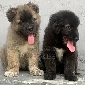 1-3 months Male Purebred Caucasian Shepherd
