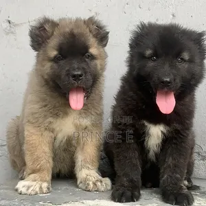 1-3 months Male Purebred Caucasian Shepherd