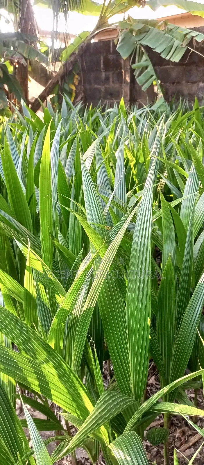 Improved Agric Coconut Seedlings.