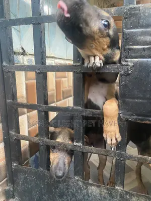3-6 months Female Purebred German Shepherd