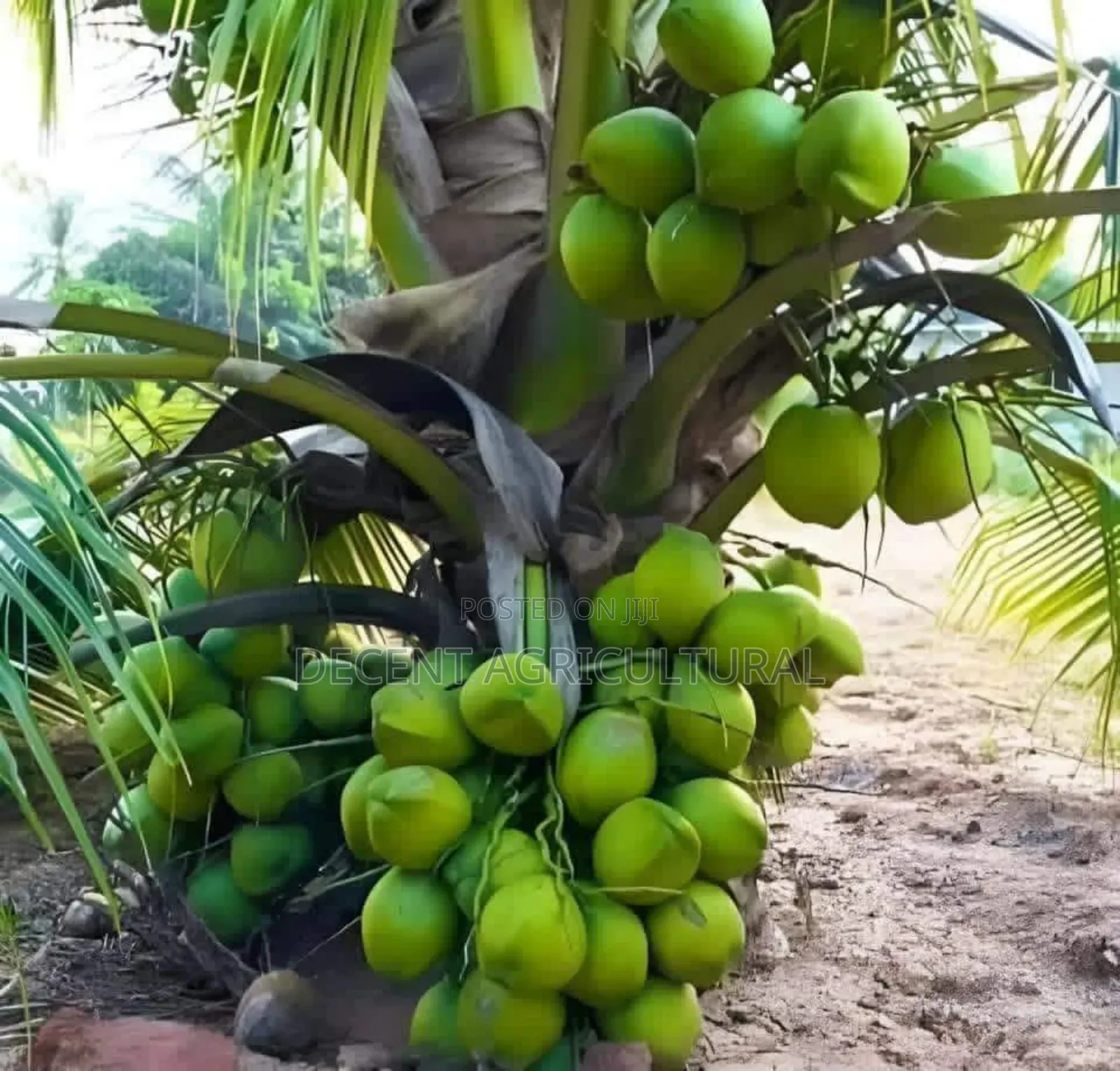 Improved Agric Coconut Seedlings.