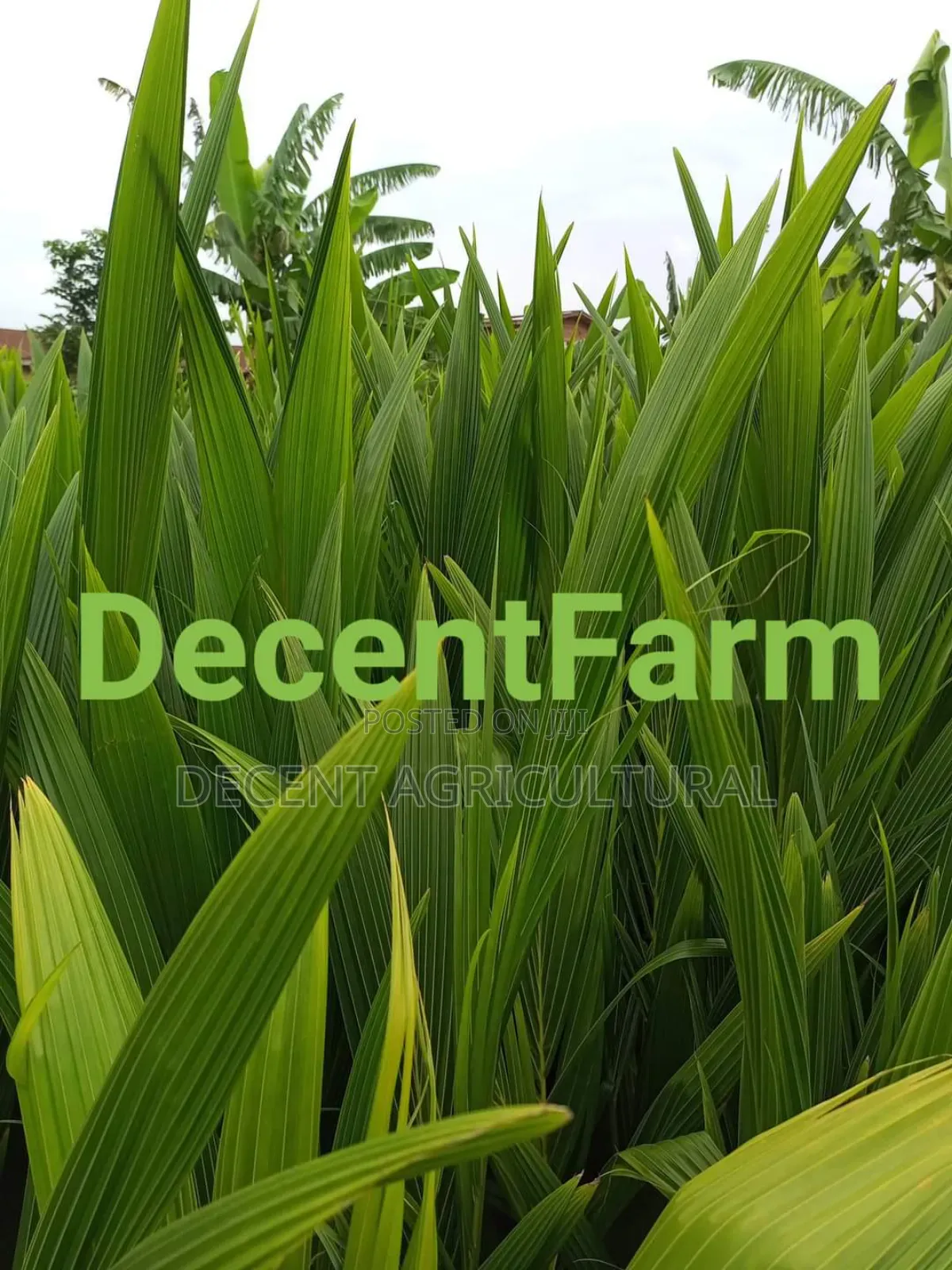 Improved Agric Coconut Seedlings.
