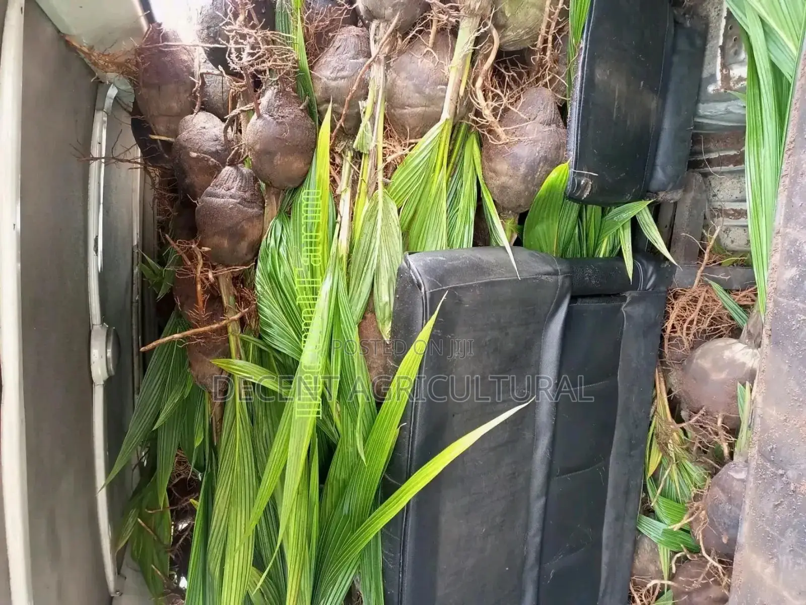 Improved Agric Coconut Seedlings.