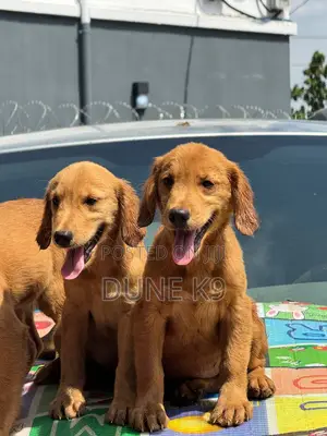 1-3 months Female Purebred Golden Retriever