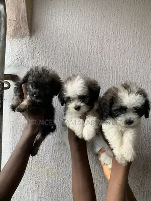 1-3 months Male Purebred Lhasa Apso