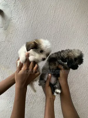 1-3 months Female Purebred Lhasa Apso