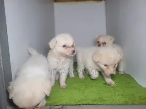 0-1 month Male Purebred American Eskimo