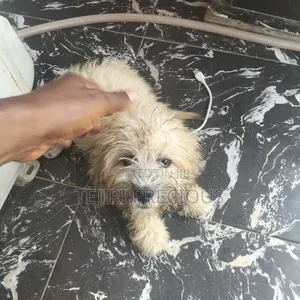 3-6 months Female Purebred Lhasa Apso