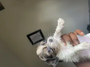 1-3 months Female Purebred Lhasa Apso