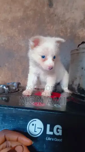 1-3 months Female Purebred American Eskimo
