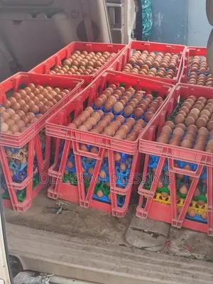Solari Egg Distributor