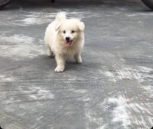 0-1 month Male Purebred American Eskimo