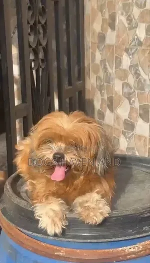1+ year Female Purebred Lhasa Apso