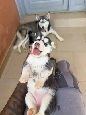 0-1 month Female Purebred Siberian Husky