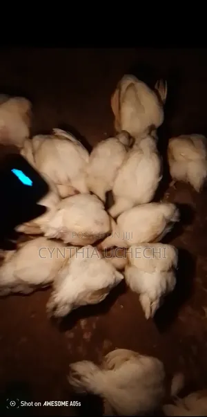 7wks Healthy Broilers