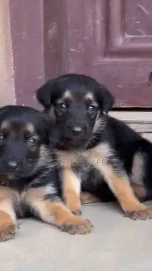 1-3 months Male Purebred German Shepherd