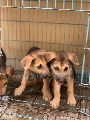 1-3 months Male Purebred German Shepherd