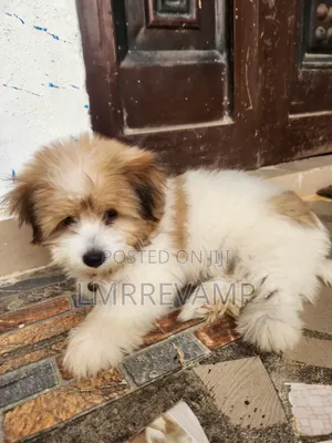 3-6 months Male Purebred Lhasa Apso