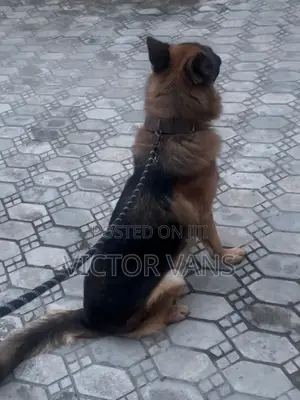 1+ year Male Purebred German Shepherd