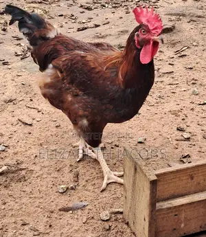 Chicken Available for Sale