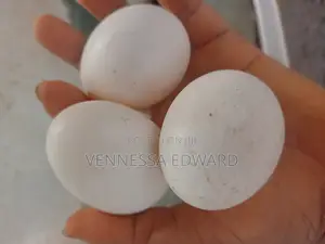 Fresh Farm Duck Eggs