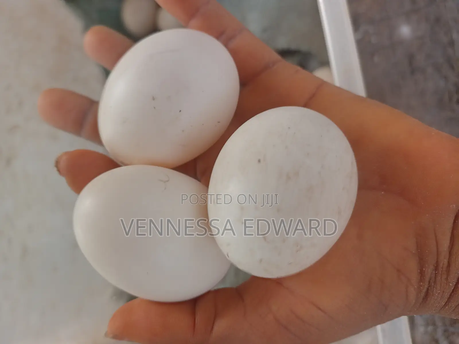 Fresh Farm Duck Eggs