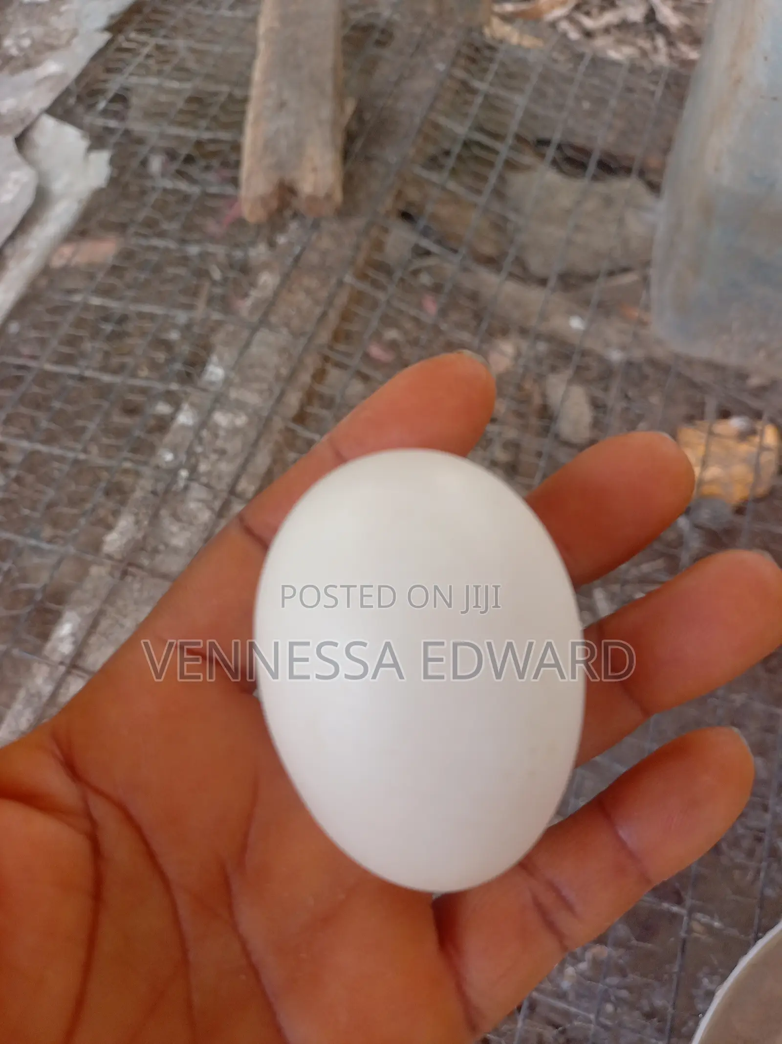 Fresh Farm Duck Eggs